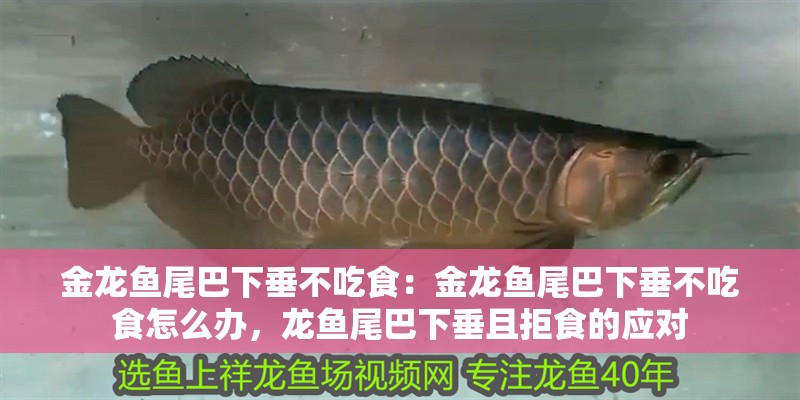 金龍魚尾巴下垂不吃食：金龍魚尾巴下垂不吃食怎么辦，龍魚尾巴下垂且拒食的應對