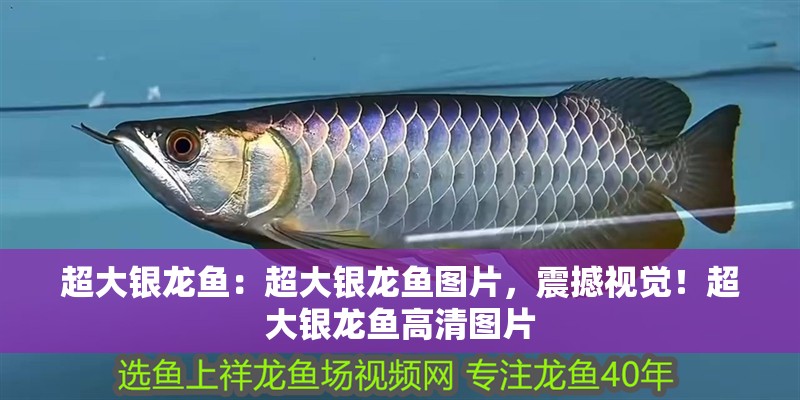 超大銀龍魚：超大銀龍魚圖片，震撼視覺！超大銀龍魚高清圖片