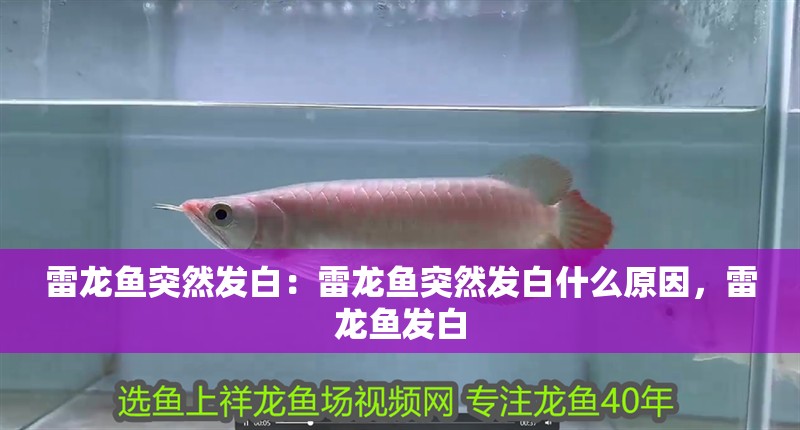 雷龍魚突然發白：雷龍魚突然發白什么原因，雷龍魚發白