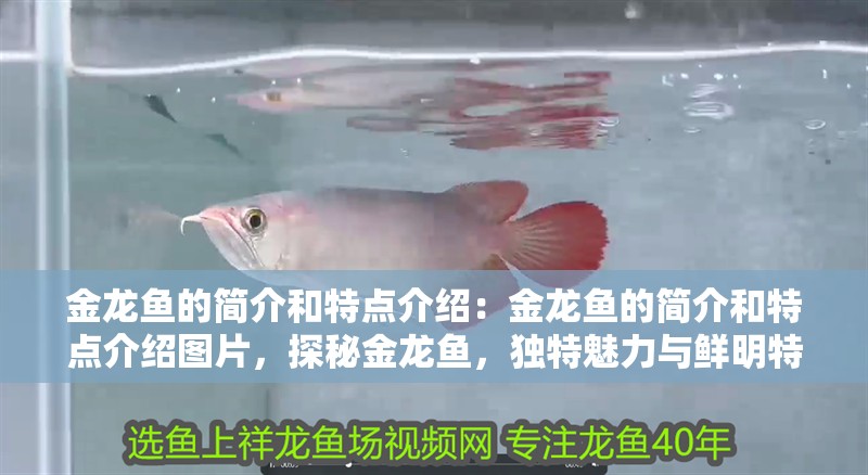 金龍魚的簡介和特點介紹：金龍魚的簡介和特點介紹圖片，探秘金龍魚，獨特魅力與鮮明特點全解析