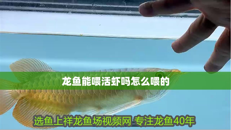 龍魚(yú)能喂活蝦嗎怎么喂的