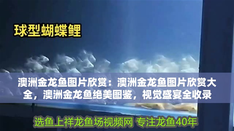 澳洲金龍魚圖片欣賞：澳洲金龍魚圖片欣賞大全，澳洲金龍魚絕美圖鑒，視覺盛宴全收錄