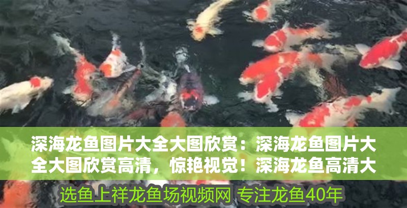 深海龍魚(yú)圖片大全大圖欣賞：深海龍魚(yú)圖片大全大圖欣賞高清，驚艷視覺(jué)！深海龍魚(yú)高清大圖