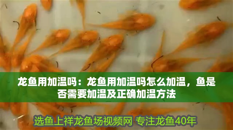 龍魚用加溫嗎：龍魚用加溫嗎怎么加溫，魚是否需要加溫及正確加溫方法