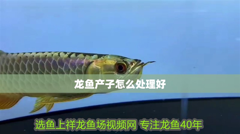 龍魚產子怎么處理好