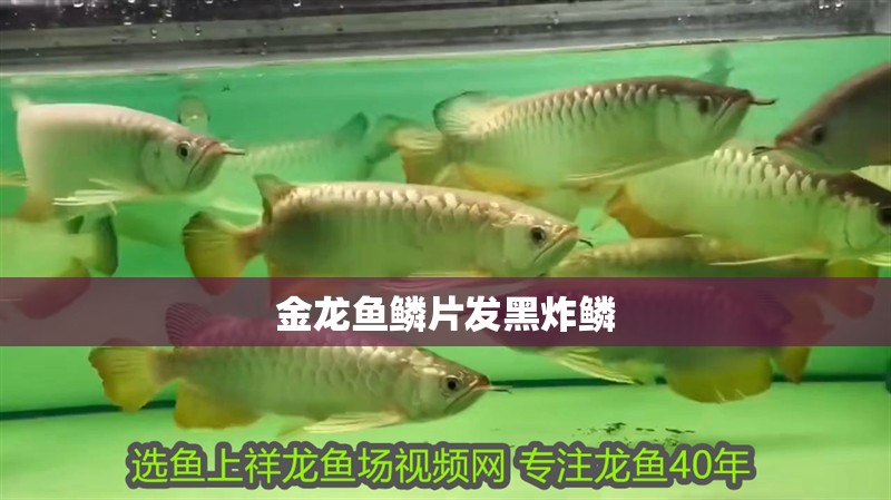 金龍魚鱗片發(fā)黑炸鱗