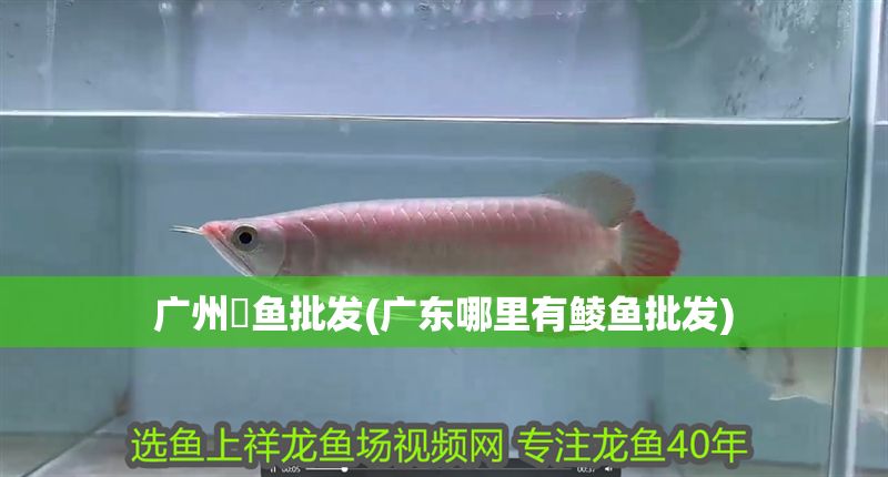 廣州魟魚批發(廣東哪里有鯪魚批發)