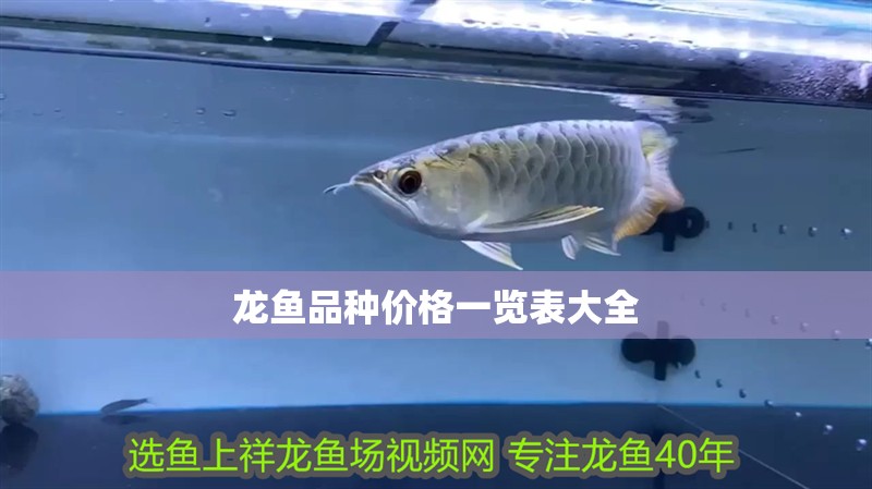 龍魚品種價格一覽表大全