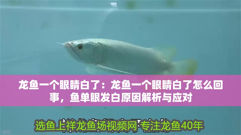 龍魚一個眼睛白了：龍魚一個眼睛白了怎么回事，魚單眼發白原因解析與應對