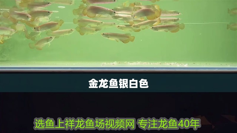 金龍魚銀白色
