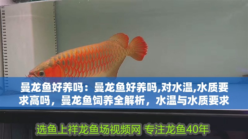 曼龍魚好養嗎：曼龍魚好養嗎,對水溫,水質要求高嗎，曼龍魚飼養全解析，水溫與水質要求及養護要點