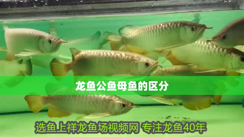 龍魚公魚母魚的區(qū)分