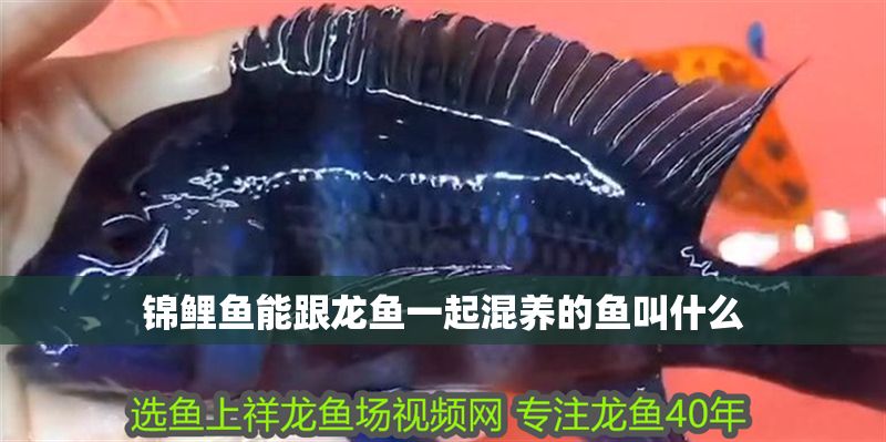 錦鯉魚能跟龍魚一起混養的魚叫什么