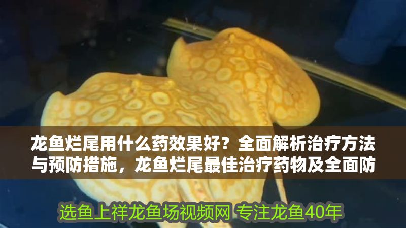 龍魚爛尾用什么藥效果好？全面解析治療方法與預防措施，龍魚爛尾最佳治療藥物及全面防治指南