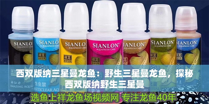西雙版納三星曼龍魚：野生三星曼龍魚，探秘西雙版納野生三星曼