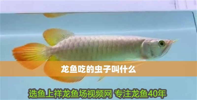 龍魚吃的蟲子叫什么