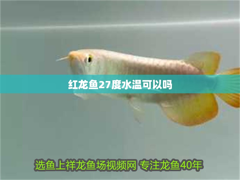 紅龍魚27度水溫可以嗎 紅龍魚27度水溫可以嗎 龍魚百科 第2張