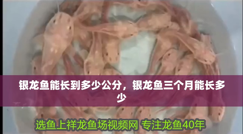銀龍魚能長到多少公分，銀龍魚三個(gè)月能長多少