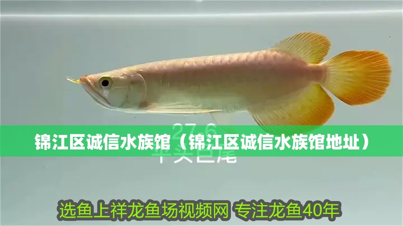 錦江區誠信水族館（錦江區誠信水族館地址）