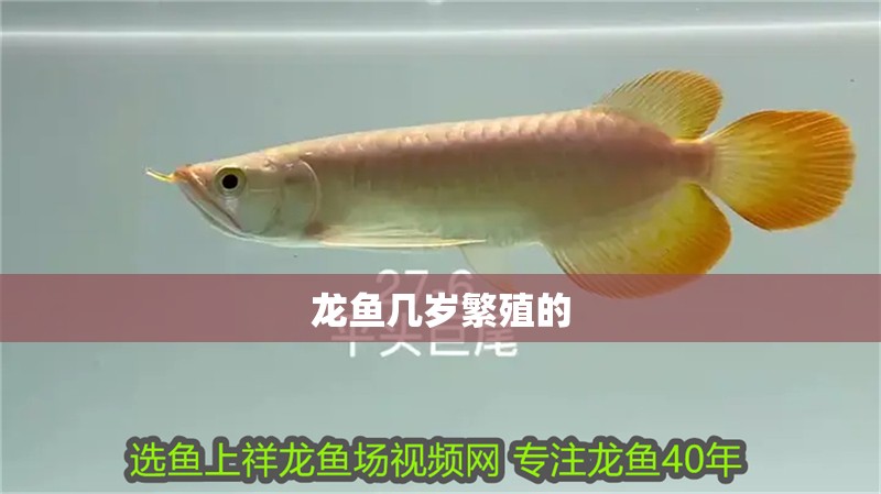 龍魚幾歲繁殖的
