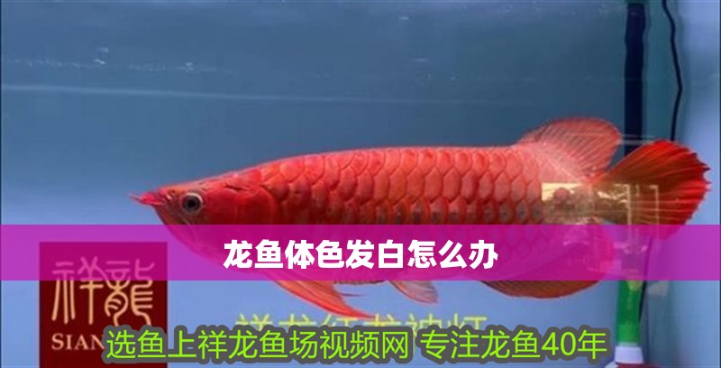 龍魚體色發白怎么辦