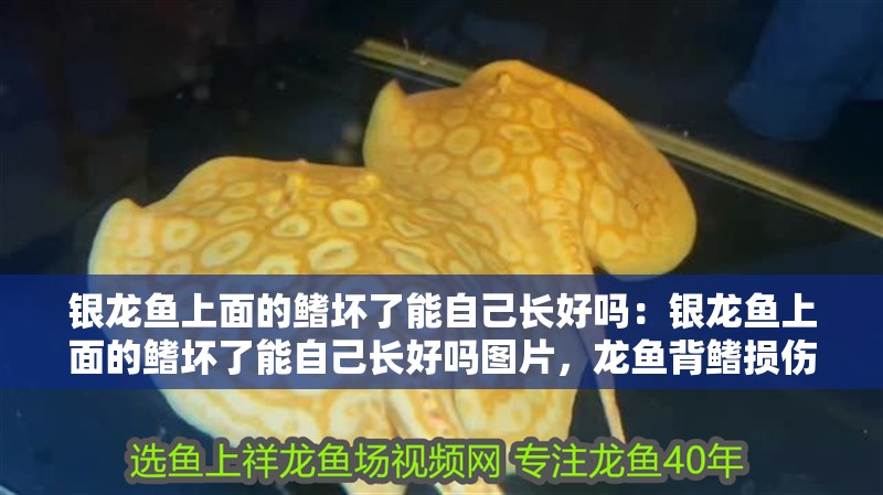 銀龍魚上面的鰭壞了能自己長好嗎：銀龍魚上面的鰭壞了能自己長好嗎圖片，龍魚背鰭損傷能否自愈？