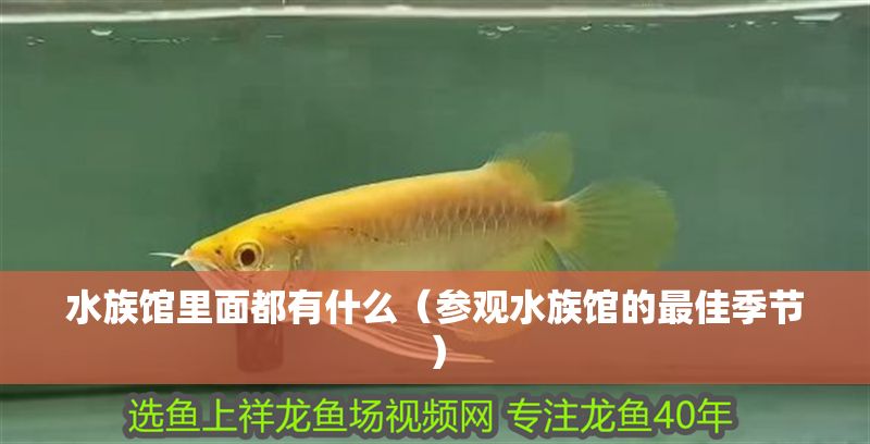 水族館里面都有什么（參觀水族館的最佳季節(jié)）