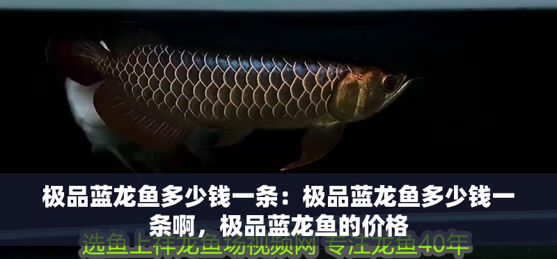 極品藍龍魚多少錢一條：極品藍龍魚多少錢一條啊，極品藍龍魚的價格