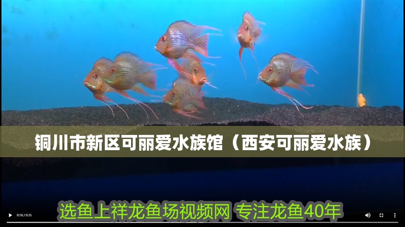 銅川市新區(qū)可麗愛(ài)水族館（西安可麗愛(ài)水族）