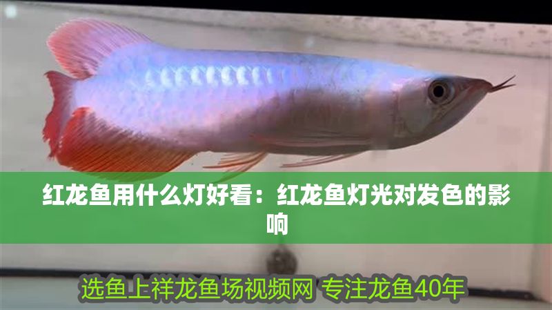 紅龍魚用什么燈好看：紅龍魚燈光對(duì)發(fā)色的影響