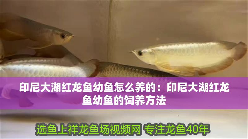 印尼大湖紅龍魚幼魚怎么養的：印尼大湖紅龍魚幼魚的飼養方法