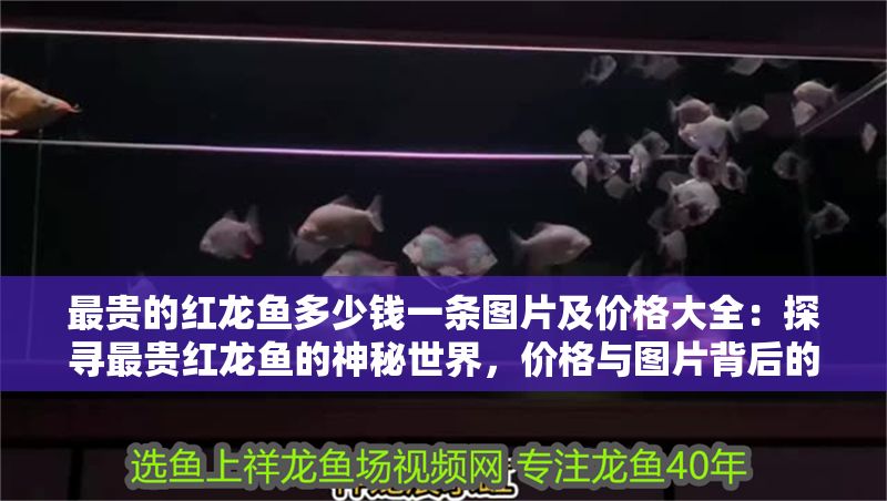 最貴的紅龍魚多少錢一條圖片及價格大全：探尋最貴紅龍魚的神秘世界，價格與圖片背后的珍稀傳奇