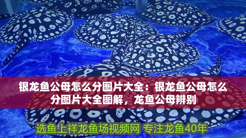 銀龍魚公母怎么分圖片大全：銀龍魚公母怎么分圖片大全圖解，龍魚公母辨別