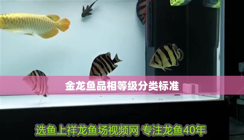 金龍魚品相等級分類標準