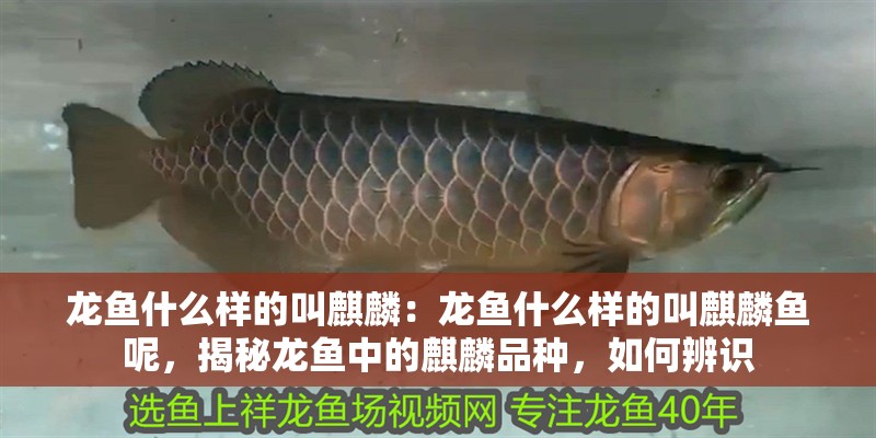 龍魚什么樣的叫麒麟：龍魚什么樣的叫麒麟魚呢，揭秘龍魚中的麒麟品種，如何辨識