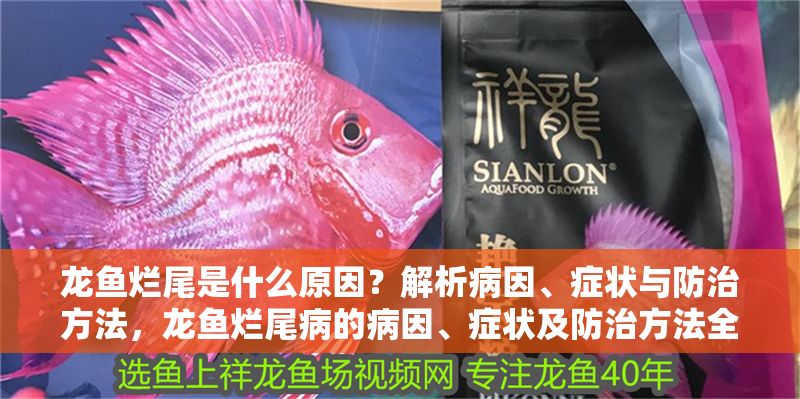 龍魚爛尾是什么原因？解析病因、癥狀與防治方法，龍魚爛尾病的病因、癥狀及防治方法全解析