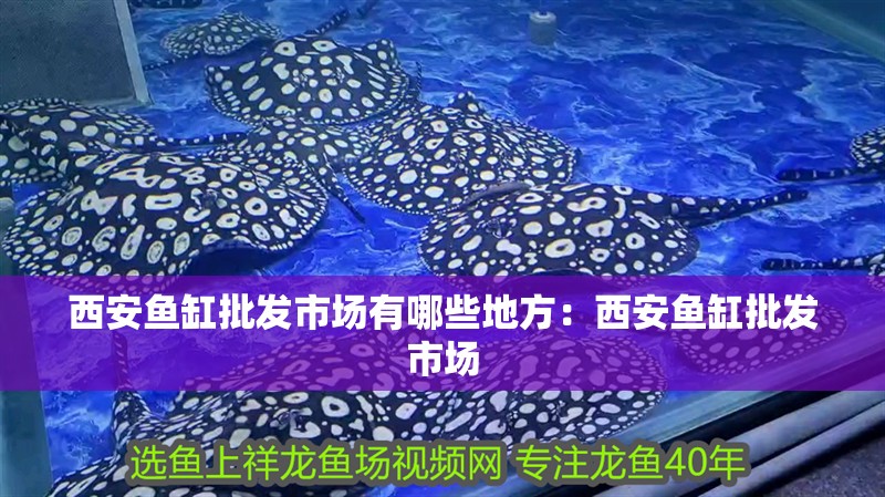 西安魚缸批發市場有哪些地方：西安魚缸批發市場