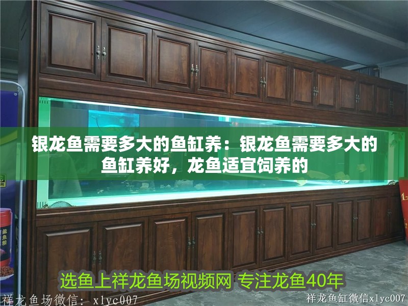 銀龍魚需要多大的魚缸養(yǎng)：銀龍魚需要多大的魚缸養(yǎng)好，龍魚適宜飼養(yǎng)的