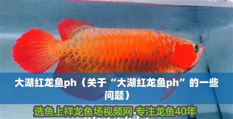 大湖紅龍魚ph（關于“大湖紅龍魚ph”的一些問題）