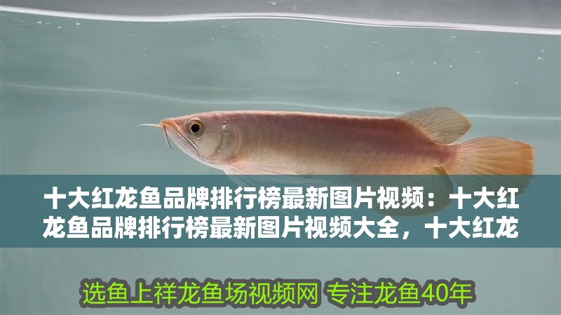 十大紅龍魚品牌排行榜最新圖片視頻：十大紅龍魚品牌排行榜最新圖片視頻大全，十大紅龍魚品牌排行榜最新圖文視頻