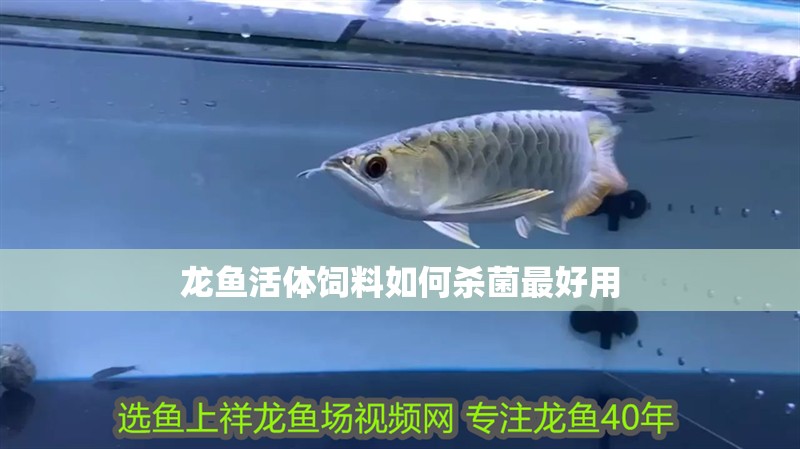 龍魚活體飼料如何殺菌最好用