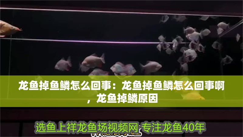 龍魚(yú)掉魚(yú)鱗怎么回事：龍魚(yú)掉魚(yú)鱗怎么回事啊，龍魚(yú)掉鱗原因