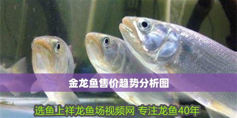 金龍魚售價趨勢分析圖
