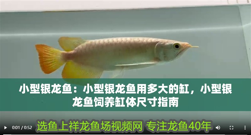 小型銀龍魚：小型銀龍魚用多大的缸，小型銀龍魚飼養缸體尺寸指南