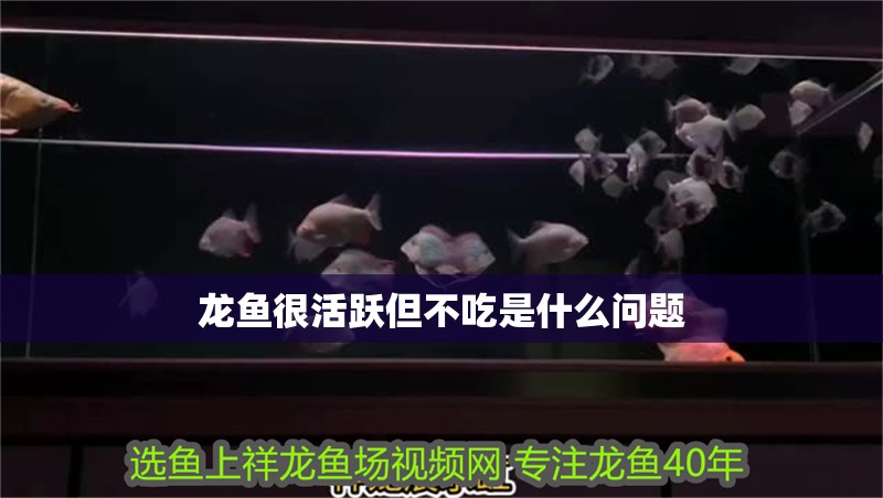 龍魚很活躍但不吃是什么問題
