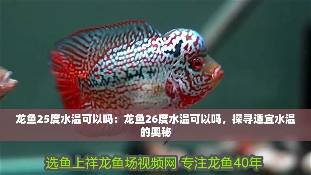 龍魚25度水溫可以嗎：龍魚26度水溫可以嗎，探尋適宜水溫的奧秘