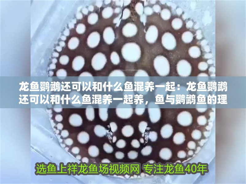 龍魚鸚鵡還可以和什么魚混養一起：龍魚鸚鵡還可以和什么魚混養一起養，魚與鸚鵡魚的理想混養搭檔推薦