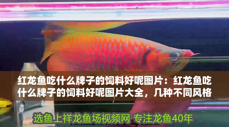 紅龍魚吃什么牌子的飼料好呢圖片：紅龍魚吃什么牌子的飼料好呢圖片大全，幾種不同風格的標題供你參考，，探尋紅龍魚適配飼料品牌，高清圖片全解析，揭秘！紅龍魚優質飼料品牌推薦及圖片集錦，聚焦紅龍魚飼料，熱門品牌盤點與精彩圖片