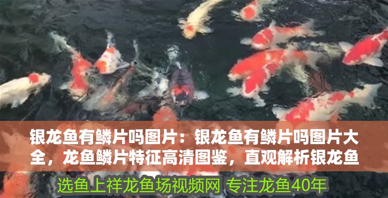 銀龍魚有鱗片嗎圖片：銀龍魚有鱗片嗎圖片大全，龍魚鱗片特征高清圖鑒，直觀解析銀龍魚是否有