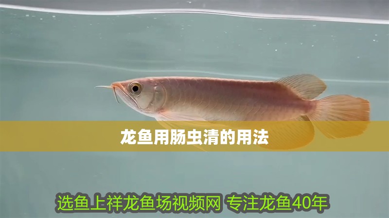 龍魚用腸蟲清的用法 龍魚用腸蟲清的用法 龍魚百科 第2張
